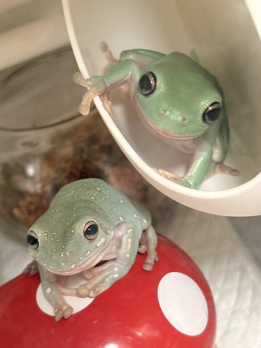 nitapistan's tweet photo. 週の真ん中もかわゆし🐸
#frog #WhiteTreeFrog
#カエル #イエアメガエル https://t.co/VBxR5I727m