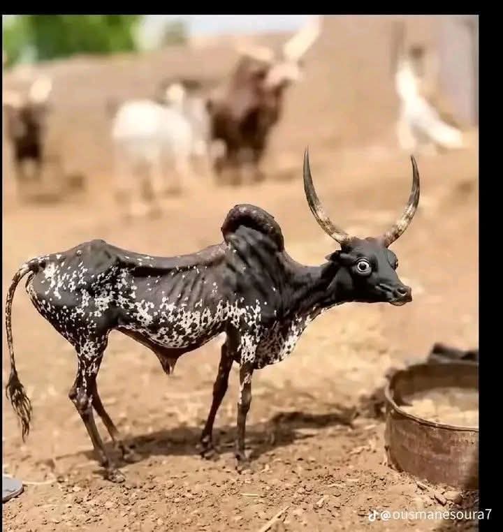 DtmLombe's tweet photo. De parler ou bien ... Ça ne sera plus drôle 
On ne peut plus faire de cousinage a plaisanterie chez nous en Guinée 😭😭😭😭😭😭😭😭😭 wallahi c'est triste 

Sinon... Un bœuf Diakanke pour demain aux matchoubai 😭😭😭😭😭 les gens vont se fâcher kdoooooo ehhh woyyyyyyyy https://t.co/p60KO6dNk6
