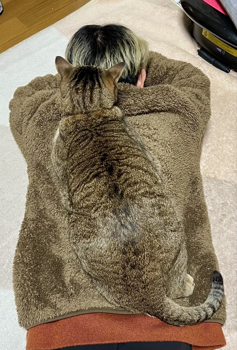 猫の『とらまる』🐈 tweet media