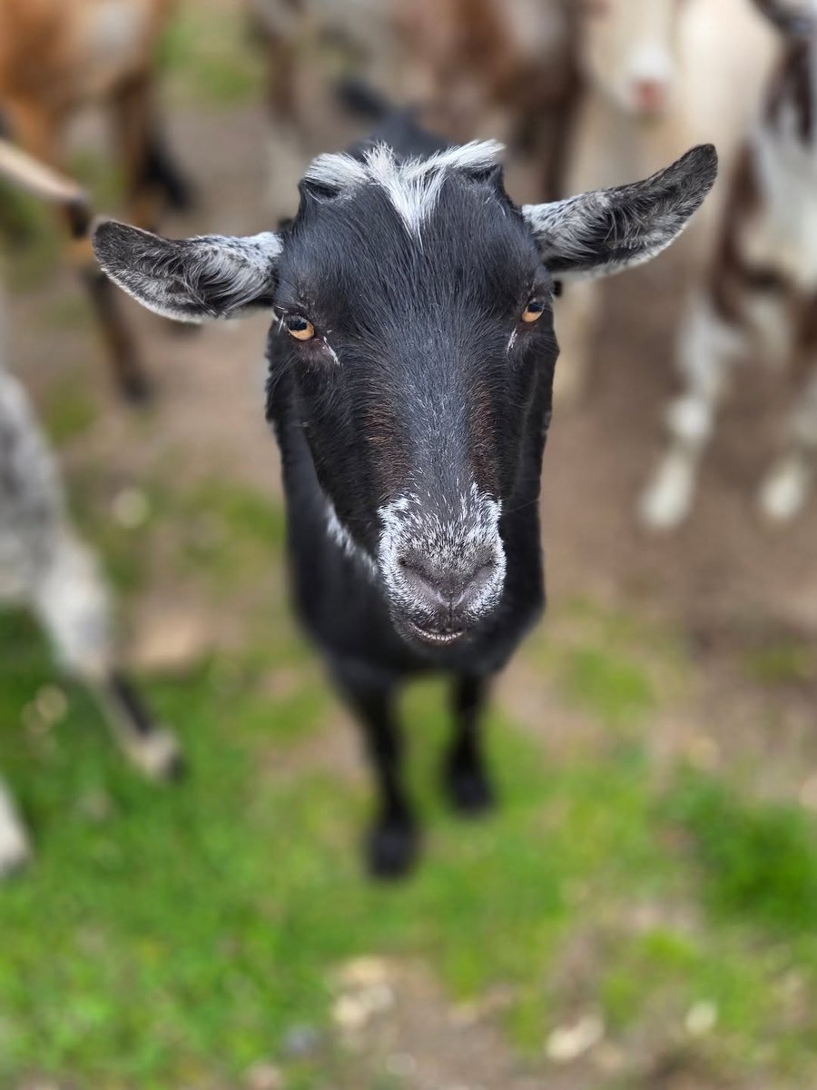 Goat User Stories tweet media
