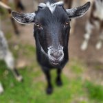 Photo by Goat User Stories (@GoatUserStories)