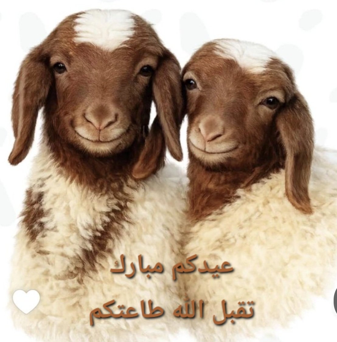 MMSR87's tweet photo. عيدكم مبارك ..تقبل الله منا ومنكم صالح الأعمال https://t.co/yLHSD33NDc