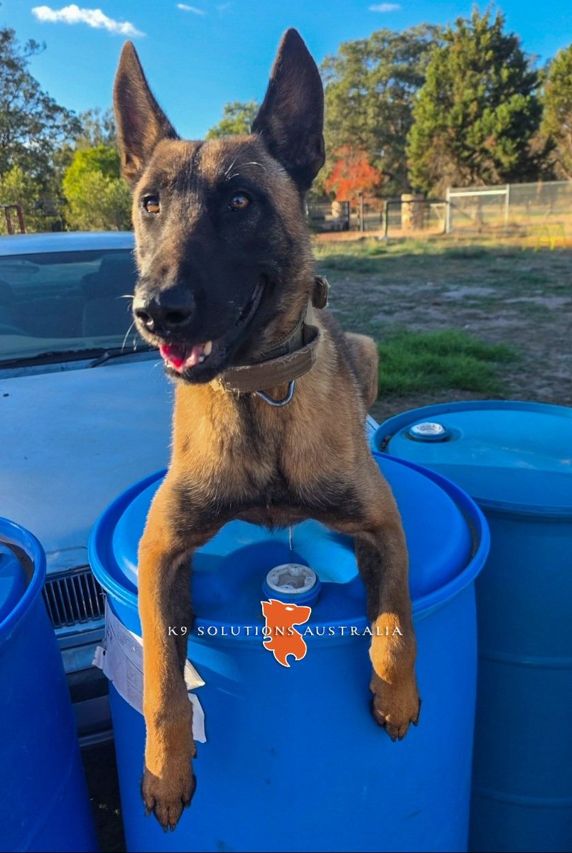 AustralK9's tweet photo. Life is just better with them in it 

#K9SAECHO #K9SolutionsAustralia🇦🇺 https://t.co/KztMCFxUPC
