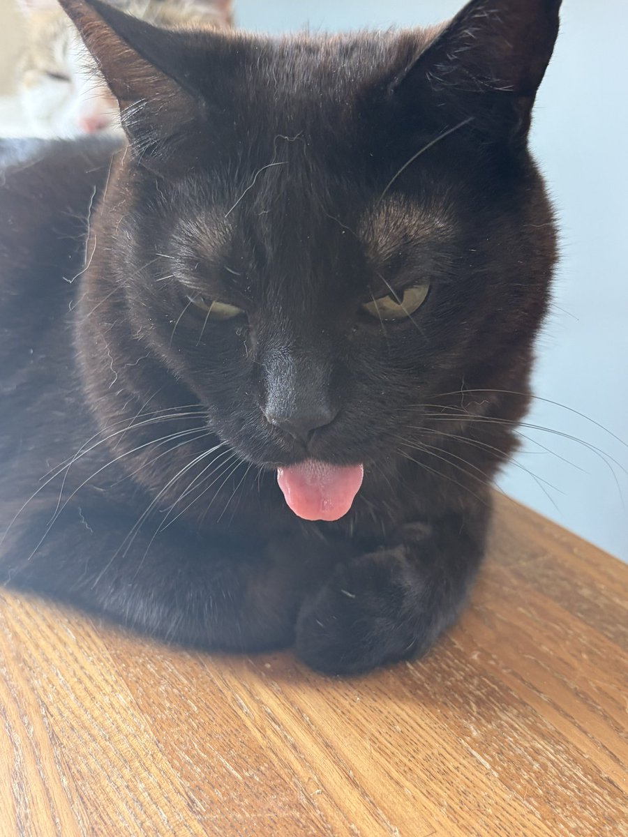 norimaru1978's tweet photo. 今日は盛大にペロ出し中😋
ちまきさん可愛い…

#保護猫 https://t.co/VLAhgluioR