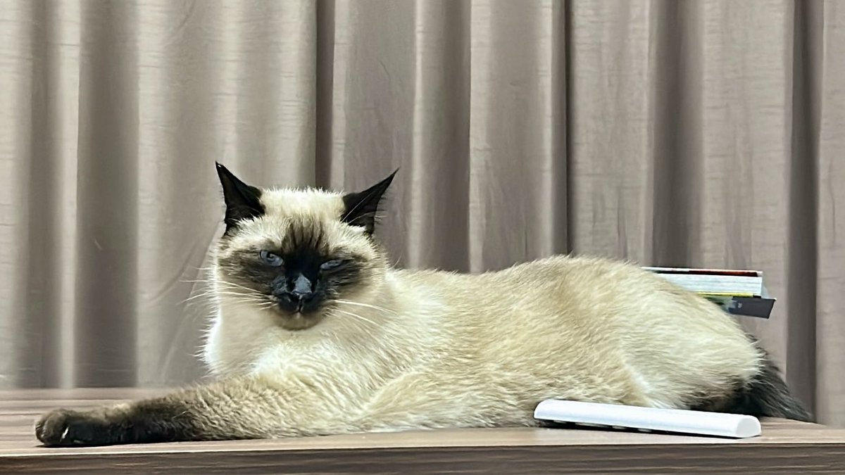 サビ猫サラミ&シャム猫ナッツ (@sarami_0724) / Posts / X