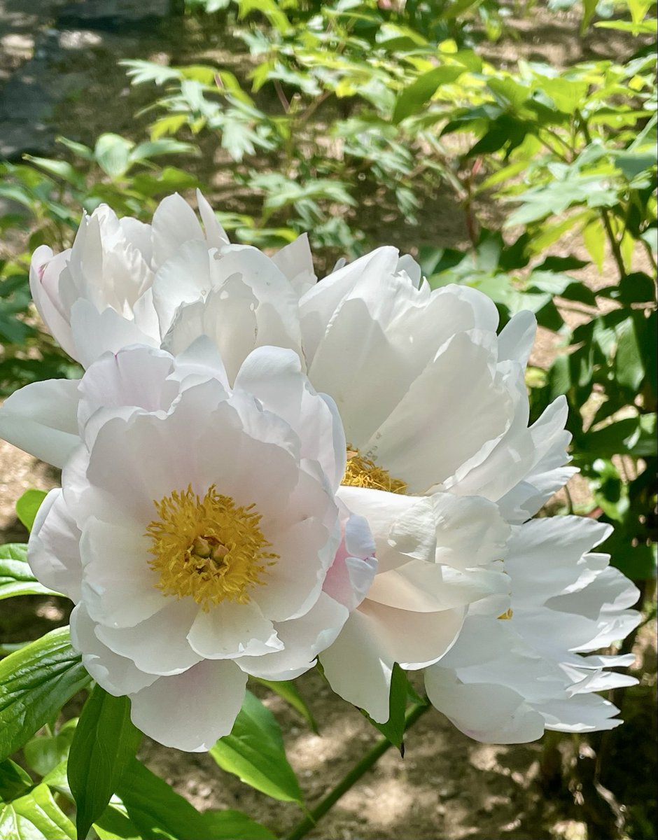 CriminalMathew's tweet photo. おはようございます☕️𓂃 ◌𓈒𓋪
（*~*）な朝

暑いね~🥵
という事で31のアイス🍨
種類が多いいが...
限定&amp;キャラメル系やよね🥰
さて...
今日も頑張りますか(๑•̀ •́)و✧

穏やかな一日となります様に...🍀*゜
(❁ᴗ͈ˬᴗ͈)ﾍﾟｺﾘ｡:.ﾟஐ⋆* https://t.co/2iJrIrA8fy