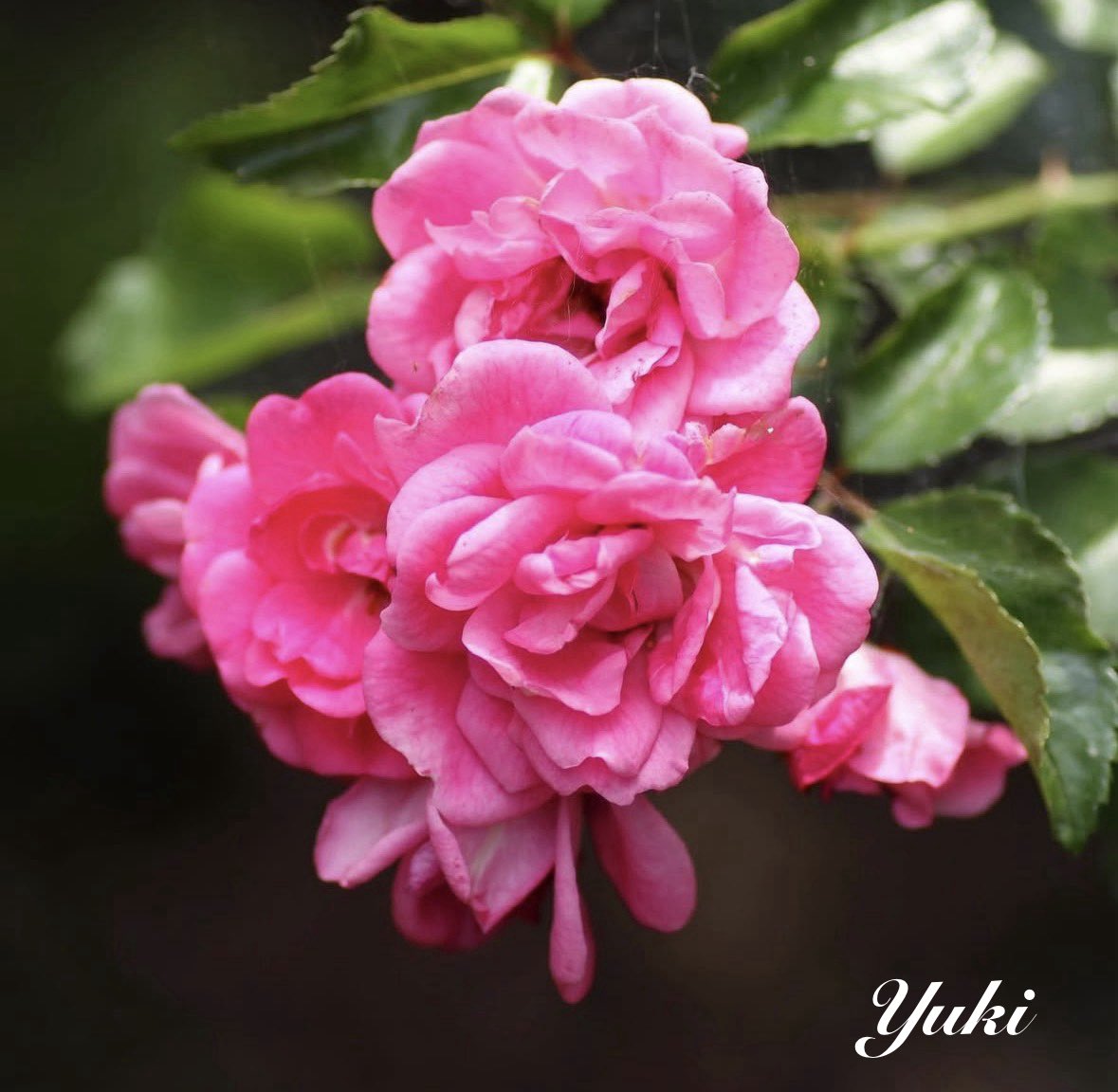 yuki209969051's tweet photo. 大輪の薔薇も良いけど
野辺に咲く小さな
野バラも好き💞

何の縛りもなく
自分らしく
あるがままに咲く姿が
いいなぁ〜
･
野辺のバラ
   気ままに咲きて
伸びやかに
   オンリーワンの
放つ輝き
                          (yuki)

おはようございます☘️
今日もよろしくお願いします(  ᴗ ᴗ)"♪ https://t.co/BdCzk5CKXZ