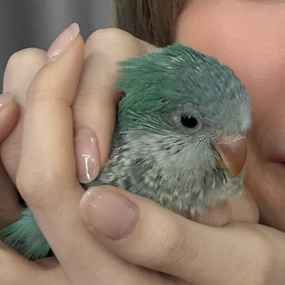 🍀𝚣𝚎𝚛𝚘'𝚔 (𝚊𝚋𝚞🦜) tweet media