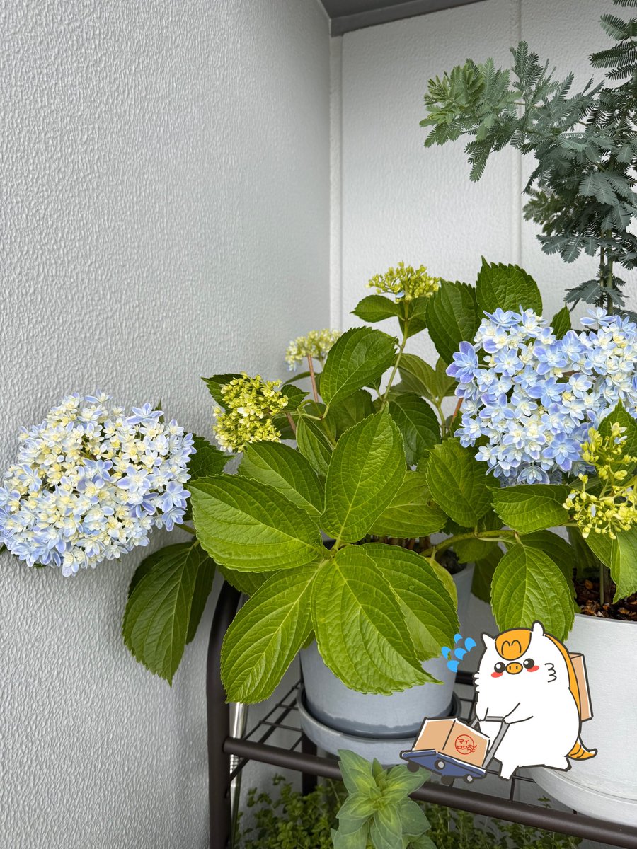 mylogi_AT's tweet photo. おはようロジ😆
5月27日　水曜日　東京は曇り☁️

今年も無事に紫陽花が咲いてきたロジ🙌
毎年冬になると枯れ枯れになるのにはすごい生命力ロジ。諦めないで良かったロジな〜

今日も #mylogi でたくさん出荷のお手伝いするロジ〜💪

#企業公式相互フォロー 
#企業公式相互フォロー祭り https://t.co/yzgNVVRel5