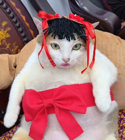 Chubby Vietnam Cat tweet media