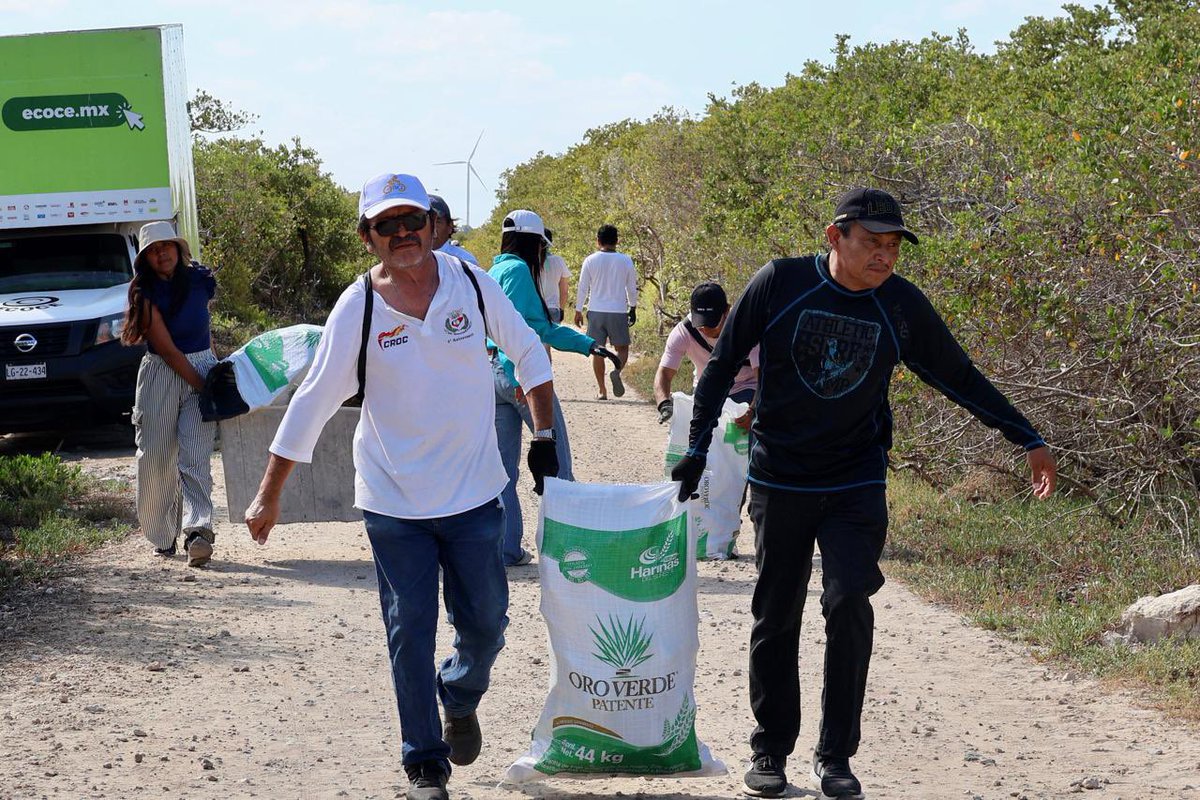 SEMARNAT_mx's tweet photo. 🌊♻️ Este fin de semana, la #Semarnat, a través de la Oficina de Representación en #Yucatán, y en coordinación con la Fundación Limpiemos Yucatán, y más de 120 voluntarios y aliados estratégicos, sumó esfuerzos en Chicxulub Puerto dentro de la Campaña Nacional de Limpieza y Conservación de Playas y Costas.

Se retiraron 661 kg de residuos y se implementó un "Mercado Circular" que recolectó 275 kg de materiales reciclables, beneficiando a 54 familias locales con productos de primera necesidad. Una acción clave para mitigar el impacto ambiental, promover la educación comunitaria y transitar hacia la economía circular en la región.

#SomosMedioAmbiente