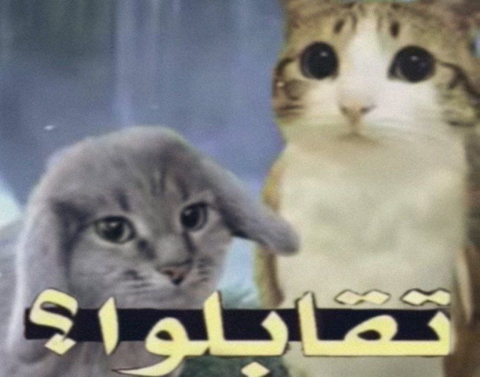 ياسر 🇲🇵 tweet media