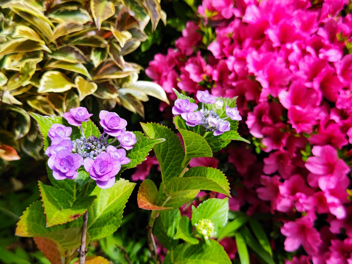 庭の紫陽花が咲き出したね