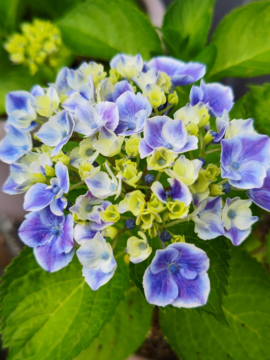 庭の紫陽花が咲き出したね