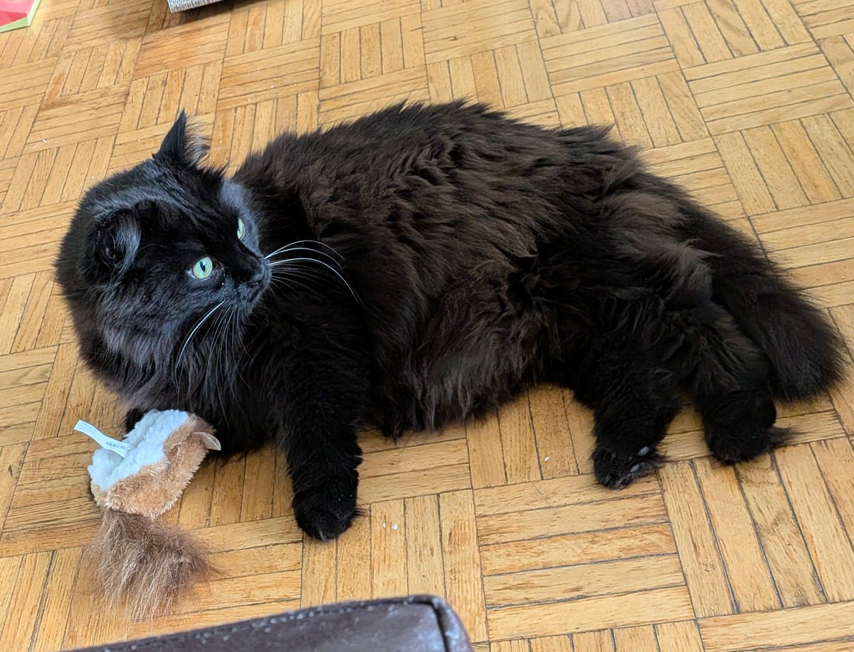 JacksonTheCat2's tweet photo. Good evening from Ottawa 🇨🇦! It's #TuftyTuesday and you can see my Ear AND Toe Tufts! You can also see my poofy-tailed new toy. It's a squirrel all the way from Saskamatoonie &amp; it's stuffed with 'nip! So much fun to dead...😸☠️ #Cats #CatsOfTwitter #blackcats #tuesdayvibe https://t.co/DFZBADhWx0