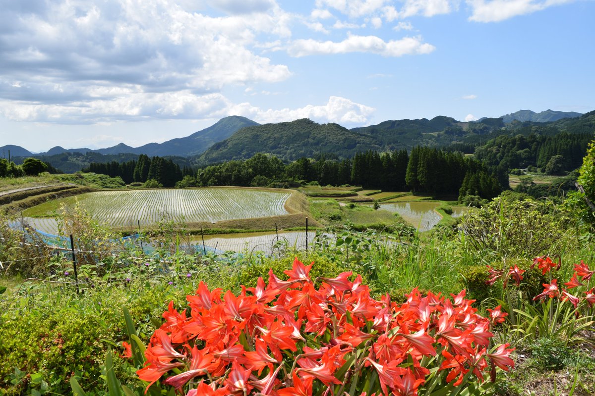 mlit_midori's tweet photo. 緑川ダムが所在する美里町の棚田に水が張られ
田植えが始まっていました
山の斜面に階段状に連なる水田はとても美しく
鏡のように山をくっきりと水面に映し出して
写真を撮らずにはいられない風景です

＃緑川ダム
＃熊本県美里町
＃棚田
＃田植え https://t.co/800pxrG9s5