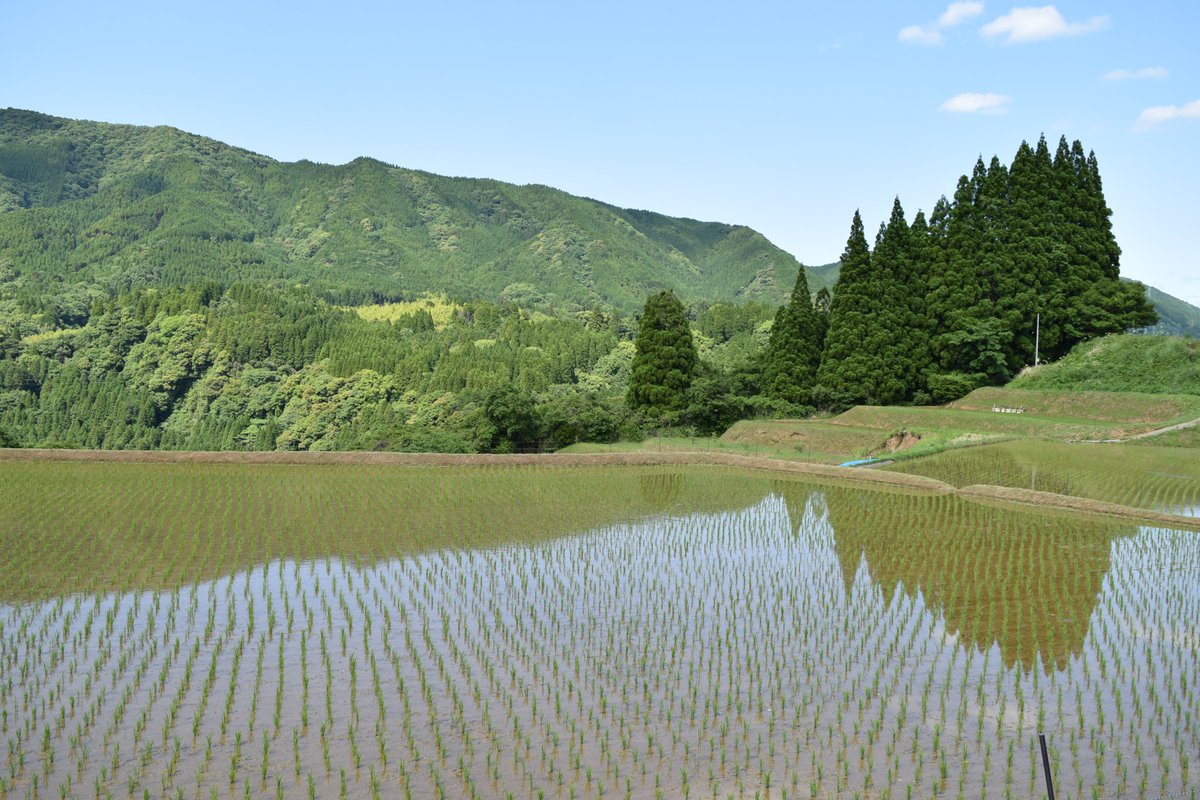 mlit_midori's tweet photo. 緑川ダムが所在する美里町の棚田に水が張られ
田植えが始まっていました
山の斜面に階段状に連なる水田はとても美しく
鏡のように山をくっきりと水面に映し出して
写真を撮らずにはいられない風景です

＃緑川ダム
＃熊本県美里町
＃棚田
＃田植え https://t.co/800pxrG9s5