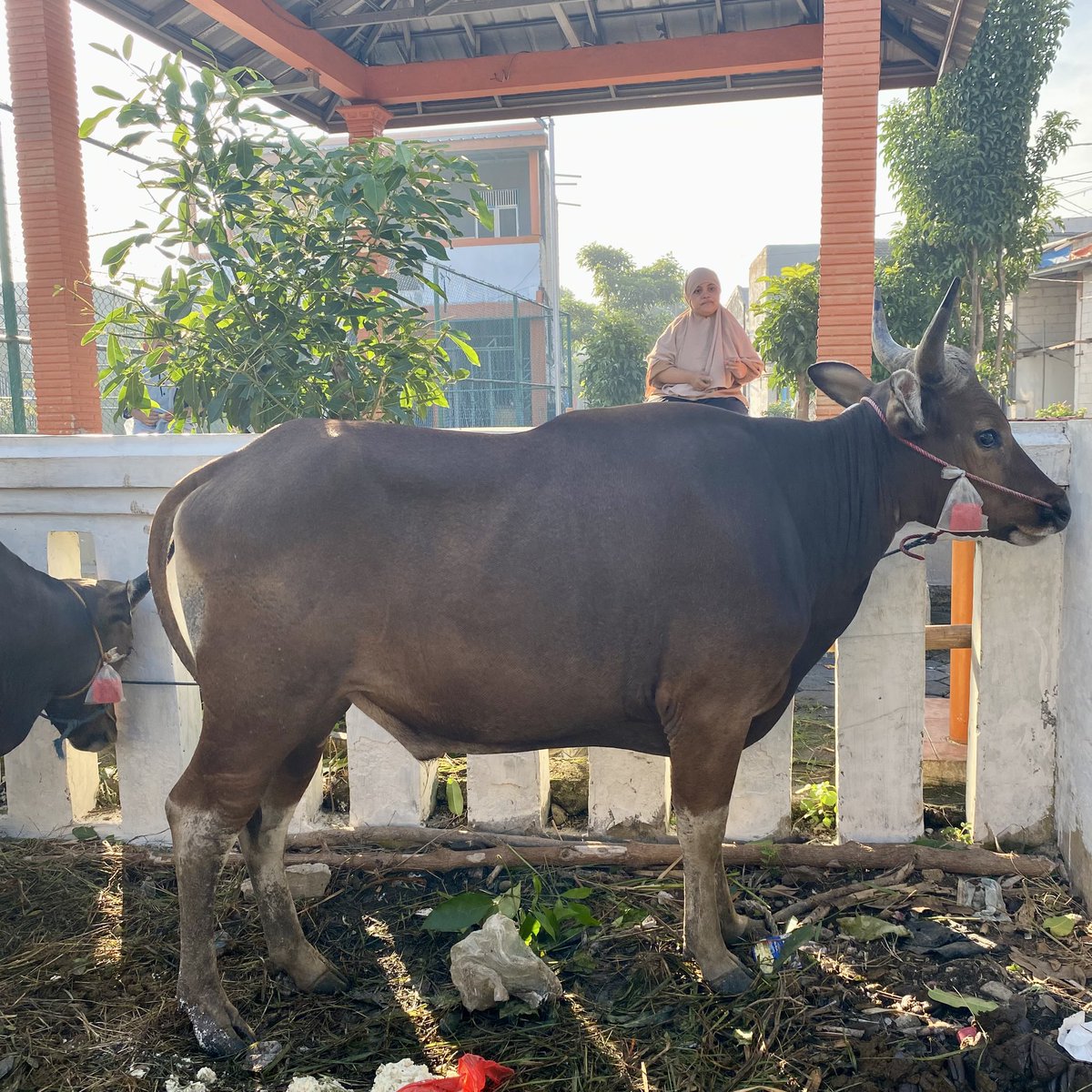 matchavr_'s tweet photo. masyaa allah alhamdulillah qurban tahun ini🙏🏻😭🤍 https://t.co/nzPPyLor0m