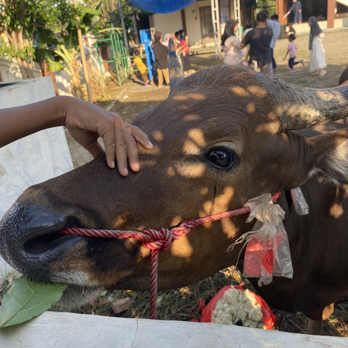 matchavr_'s tweet photo. masyaa allah alhamdulillah qurban tahun ini🙏🏻😭🤍 https://t.co/nzPPyLor0m