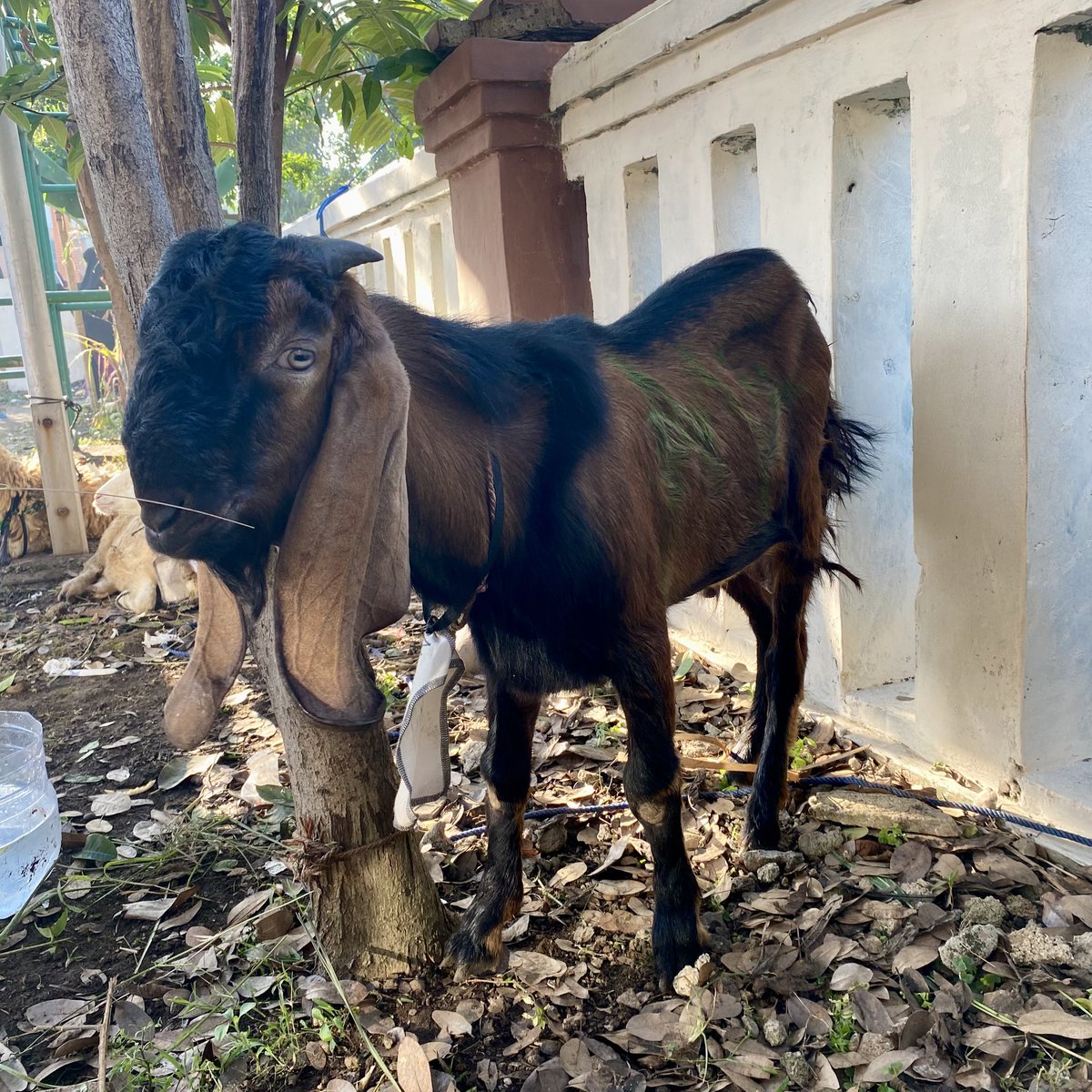 matchavr_'s tweet photo. masyaa allah alhamdulillah qurban tahun ini🙏🏻😭🤍 https://t.co/nzPPyLor0m