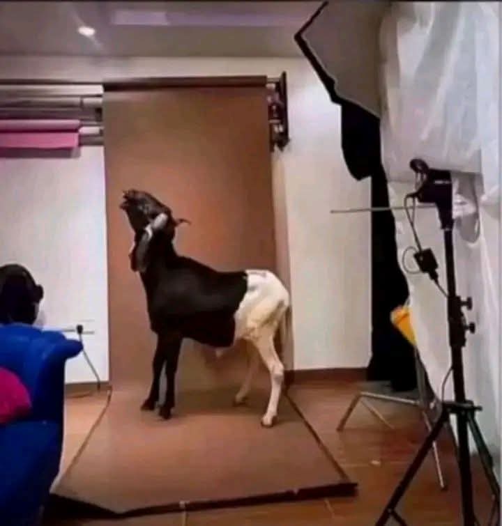 DtmLombe's tweet photo. Pays hounkoun yourmi nani 
Ahhh Guinée 🇬🇳😭😭😭
Même cousinage a plaisanterie c'est devenu rare comme kiki d'un moustique 

Sinon comment comprendre un Malinké au 21e S acheter un mouton a 25millions et aller faire shooting photo 😭😭😭😭😭😭😭😭😭😭😭😭😭😭

Mais pardonnez hein https://t.co/LTvCcm0EbL