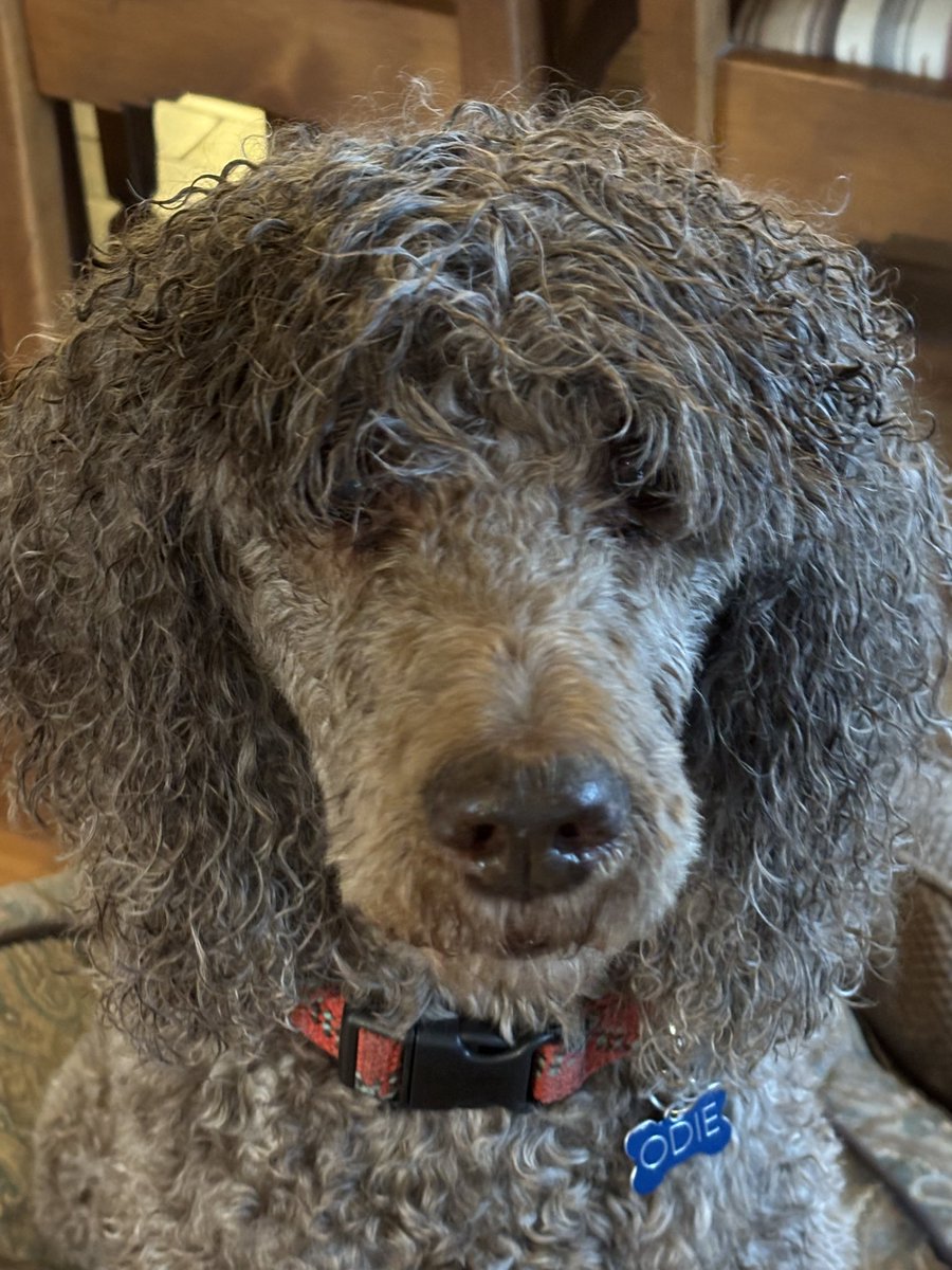 tales_typoz's tweet photo. We got caught in a rainstorm on our walk today… https://t.co/nzvvUbIf8J
