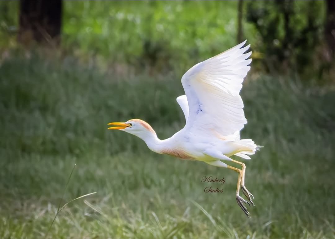 hoops42760's tweet photo. 🌿 Pure grace in flight! This Cattle Egret soaring with those beautiful breeding plumes.
Nature never disappoints. Who else loves these peaceful wildlife moments?
Drop a 🐦 if you're a bird lover!
#BirdPhotography #CattleEgret #Wildlife #NatureLovers #TexasBirds #KimberlyStudios https://t.co/gA2vLC6GFY