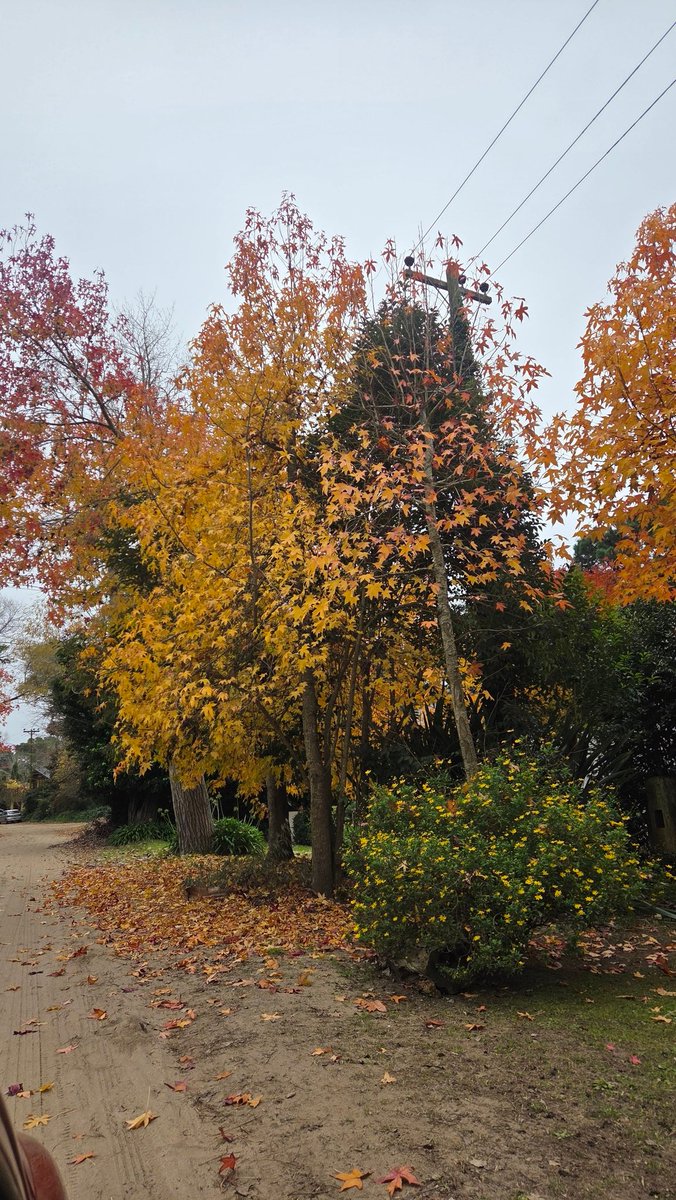 BeaC1999's tweet photo. Otoño en Villa Gesell. 🍁🍂🍁🍂 https://t.co/gJX0ig5fDl