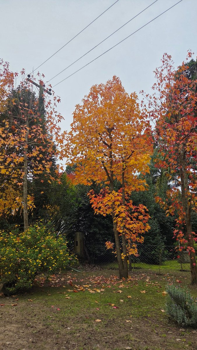 BeaC1999's tweet photo. Otoño en Villa Gesell. 🍁🍂🍁🍂 https://t.co/gJX0ig5fDl