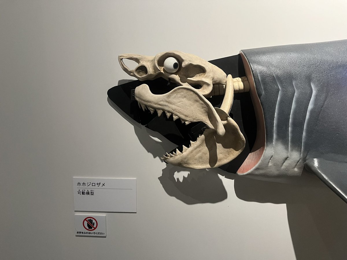 超危険動物展 19 #ホオジロザメ の最大の武器はノコギリ状の歯が30本