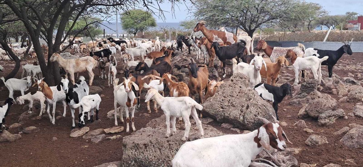 CARDIcaribbean's tweet photo. 🐐🇰🇳 @CARDIcaribbean, partnering with the Dept of Agriculture, hosted a workshop to strengthen small ruminant production &amp; farm management in St. Kitts &amp; Nevis. Farmers explored sustainable livestock systems, nutrition, disease control &amp; business management. 🌿📋 #CARDI #Agri2026 https://t.co/KrT9pwbnFy