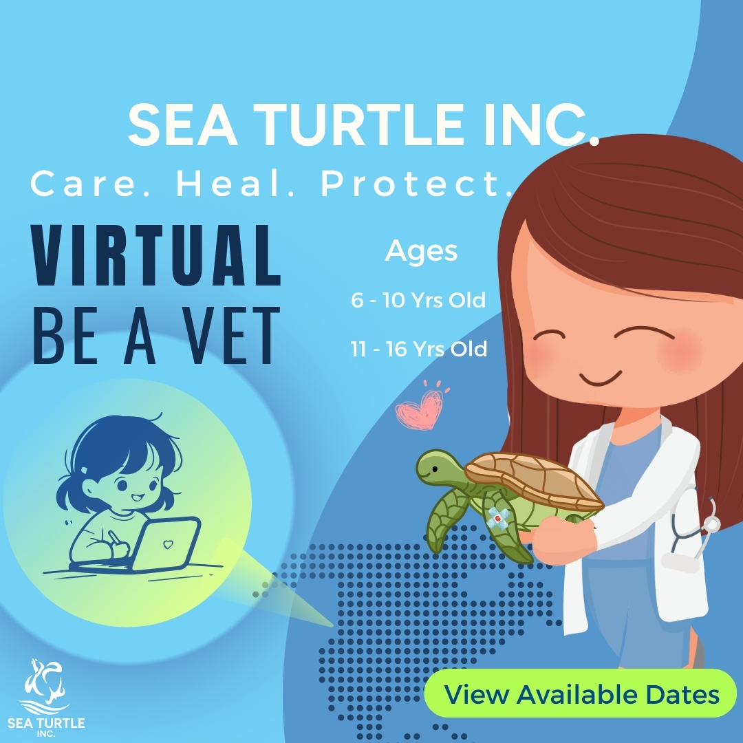 SeaTurtleInc's tweet photo. 🌊✨ Become a Sea Turtle Vet – From Your Living Room!
Who: Children Ages 6–10 and 11–16

When:
🗓️ June 14, July 19, Aug. 16, Sep. 13
🕙 10:00 AM – Ages 6–10
🕑 2:00 PM – Ages 11–16

✨ Price: $65 per participant
https://t.co/du3z5cQqoz https://t.co/dtOqNhsTcR