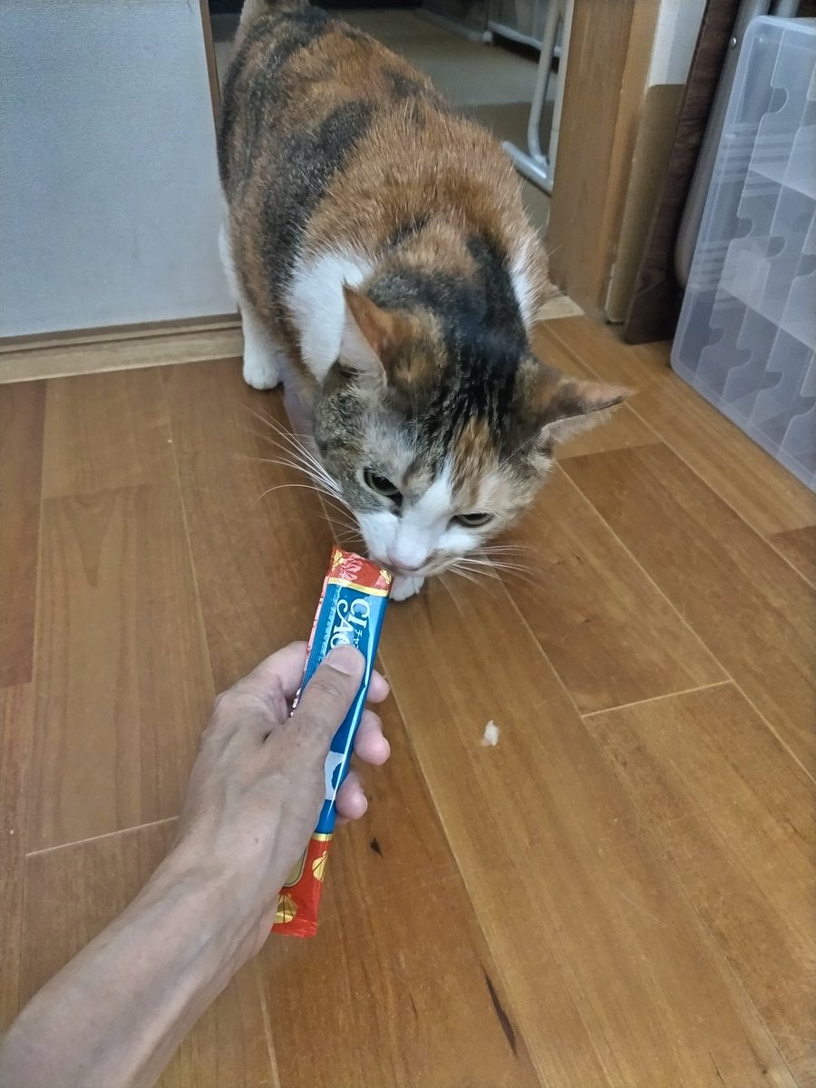 orangepetsitter's tweet photo. おやつもらいました❗ https://t.co/nbGtYfW59g