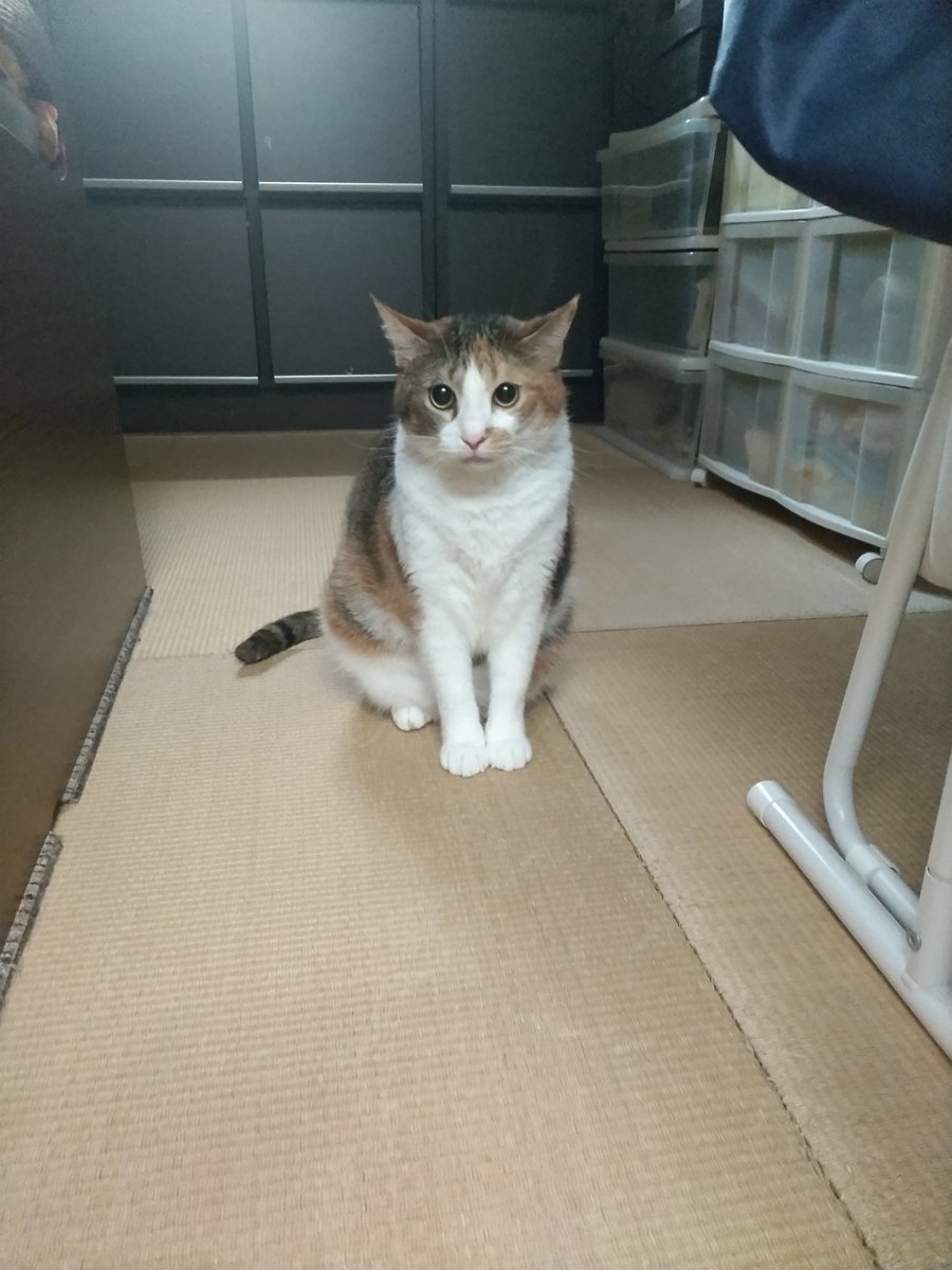 orangepetsitter's tweet photo. おやつもらいました❗ https://t.co/nbGtYfW59g