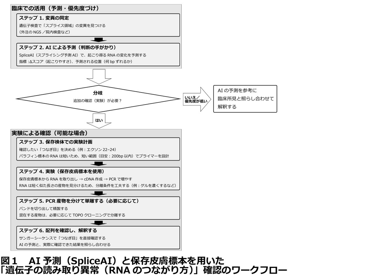 最新研究の紹介】保存皮膚標本（パラフィン標本）を用いたスプライス
