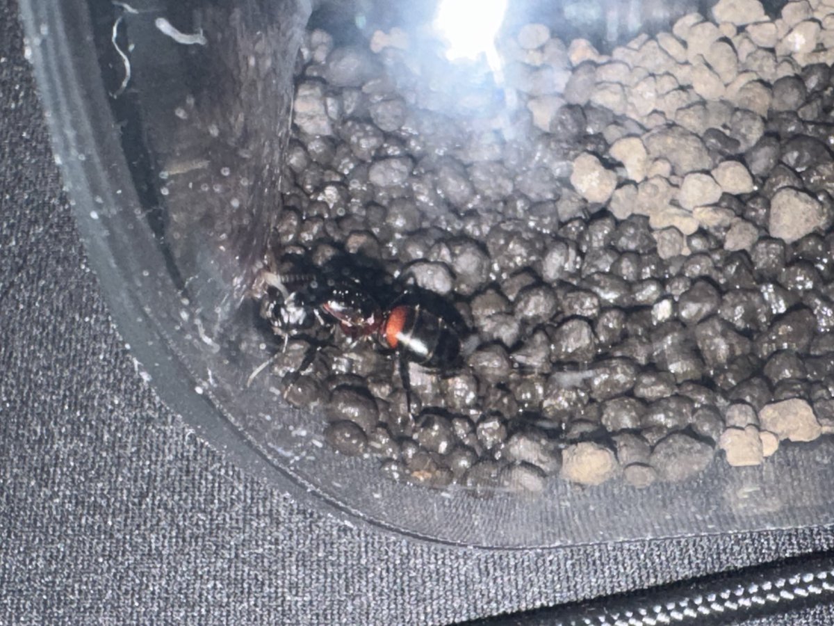 _oga_world_'s tweet photo. ムネアカオオアリの女王を見つけたので久しぶりに飼育してみよー���と🐜
いい感じのモデルがあったので作ってみたけど凄くいい✨
PCデスクの小スペースで楽しめるし虫好きさんにはおすすめ🤣 https://t.co/o0LHBkt8uS