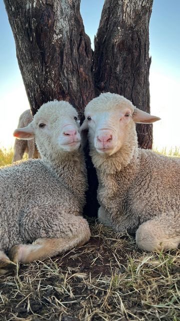 sheep tweet media