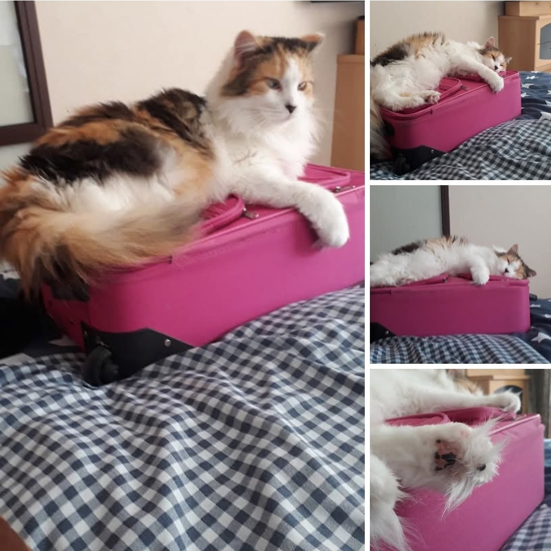 Sandra👩▪︎😺Ozzy 😺Zara 😺Woody 😺Bo tweet media