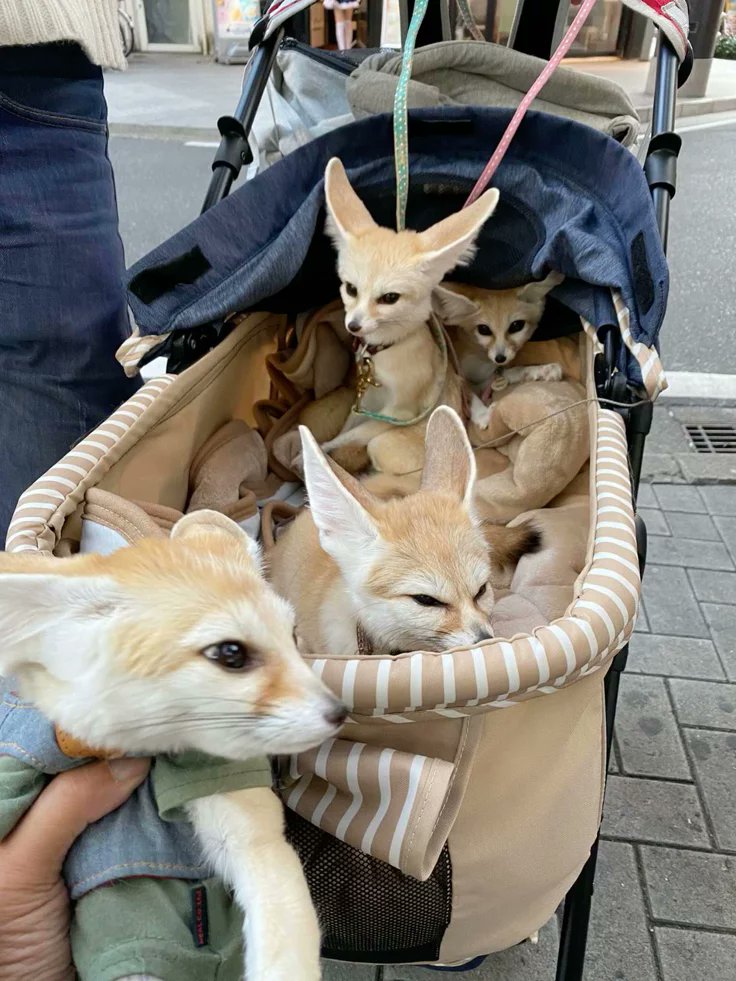 🍁 𝓣𝓱𝓮 𝓕𝓸𝔁 𝓛𝓲𝓯𝓮 🌾🦊 tweet media