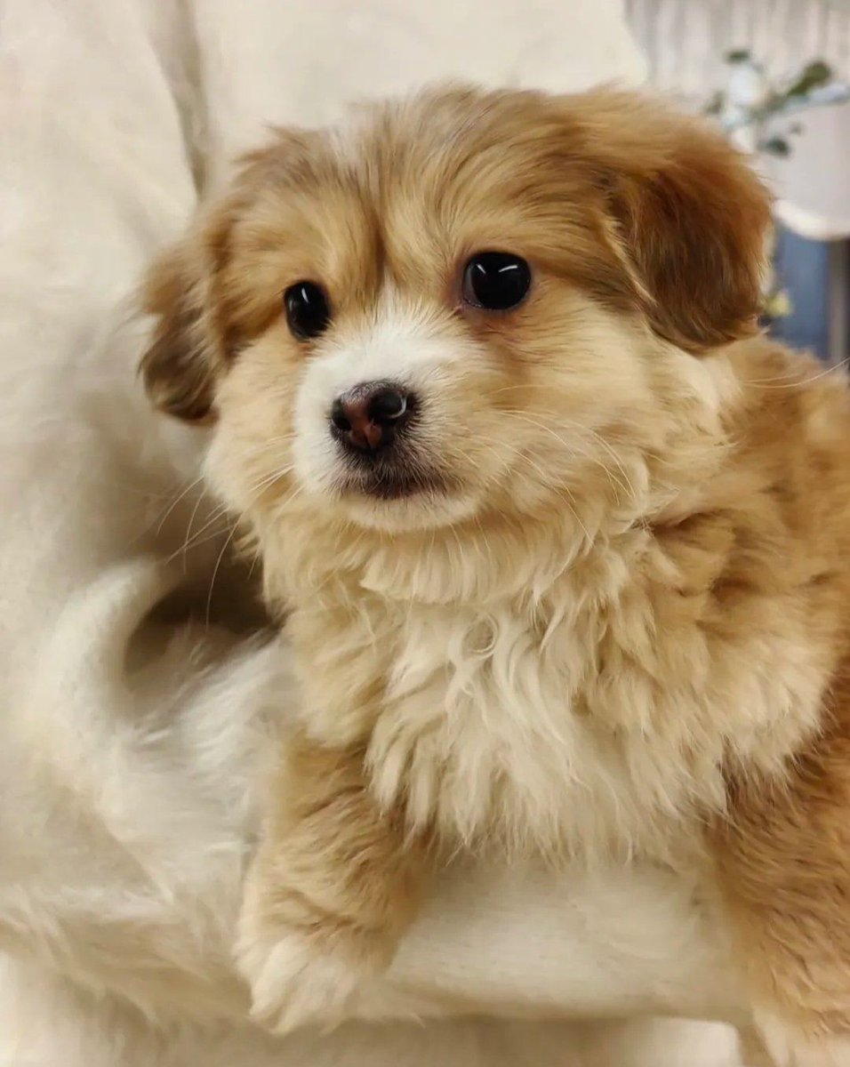 GarzaStephanie's tweet photo. [4 months of tiny pup to fluffy best buddy!  Every wag, yawn, and zoomies means the world. Growth isn’t just size—it’s all the love along the way. #PetGrowth #PuppyLove]， https://t.co/6H5xfCH3oi