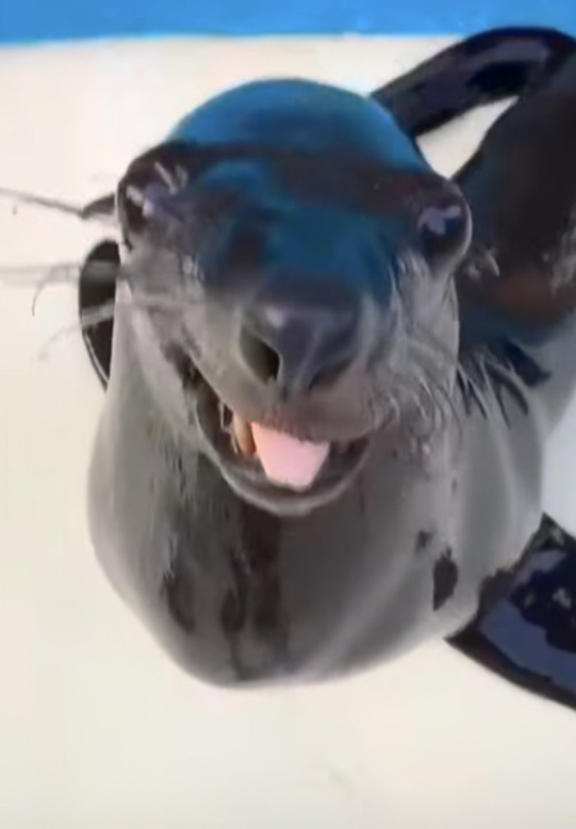 gobbytheybae's tweet photo. @Calum5SOS  june 2nd  im coming for you https://t.co/9hyFm9MWCz