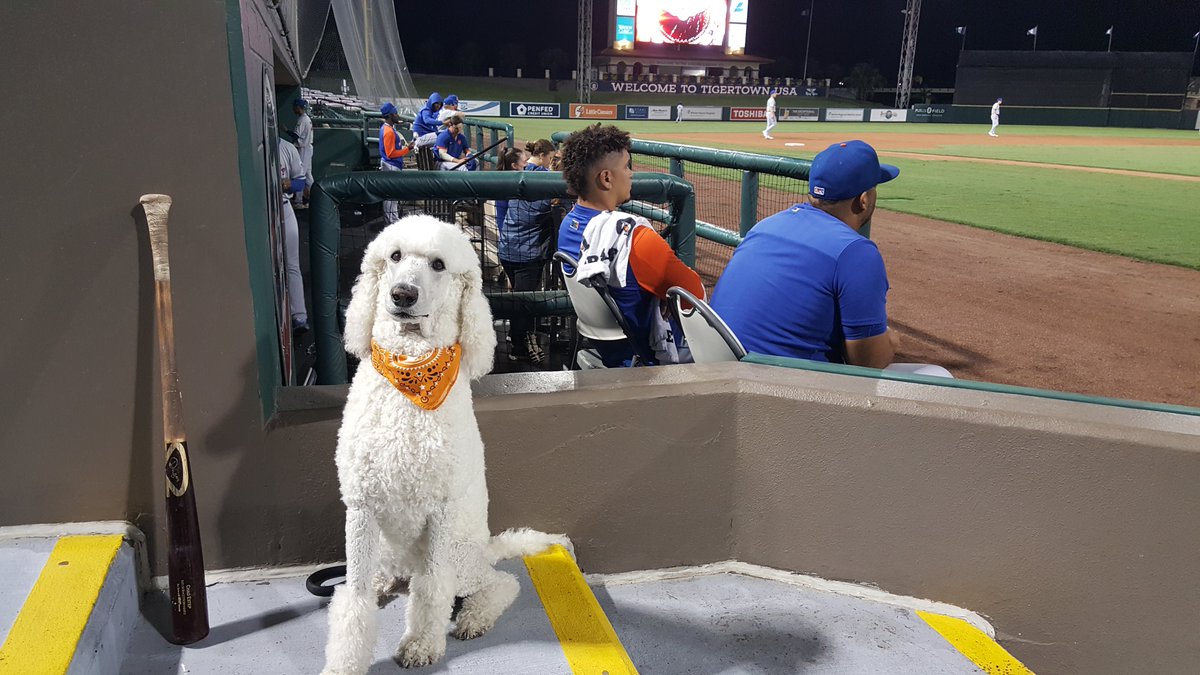 BaseballPoodle's tweet photo. That time the Baseball Poodle got a game bat.

#BarkInThePark https://t.co/7aoA1JzMkT
