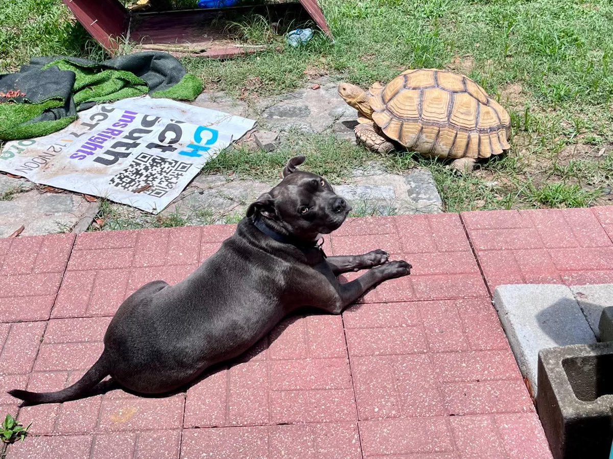 mushroomJenja's tweet photo. My friend said I could share their Tort for #TortoiseTuesday
It's Cocoa ffs https://t.co/oR1pvliNr8