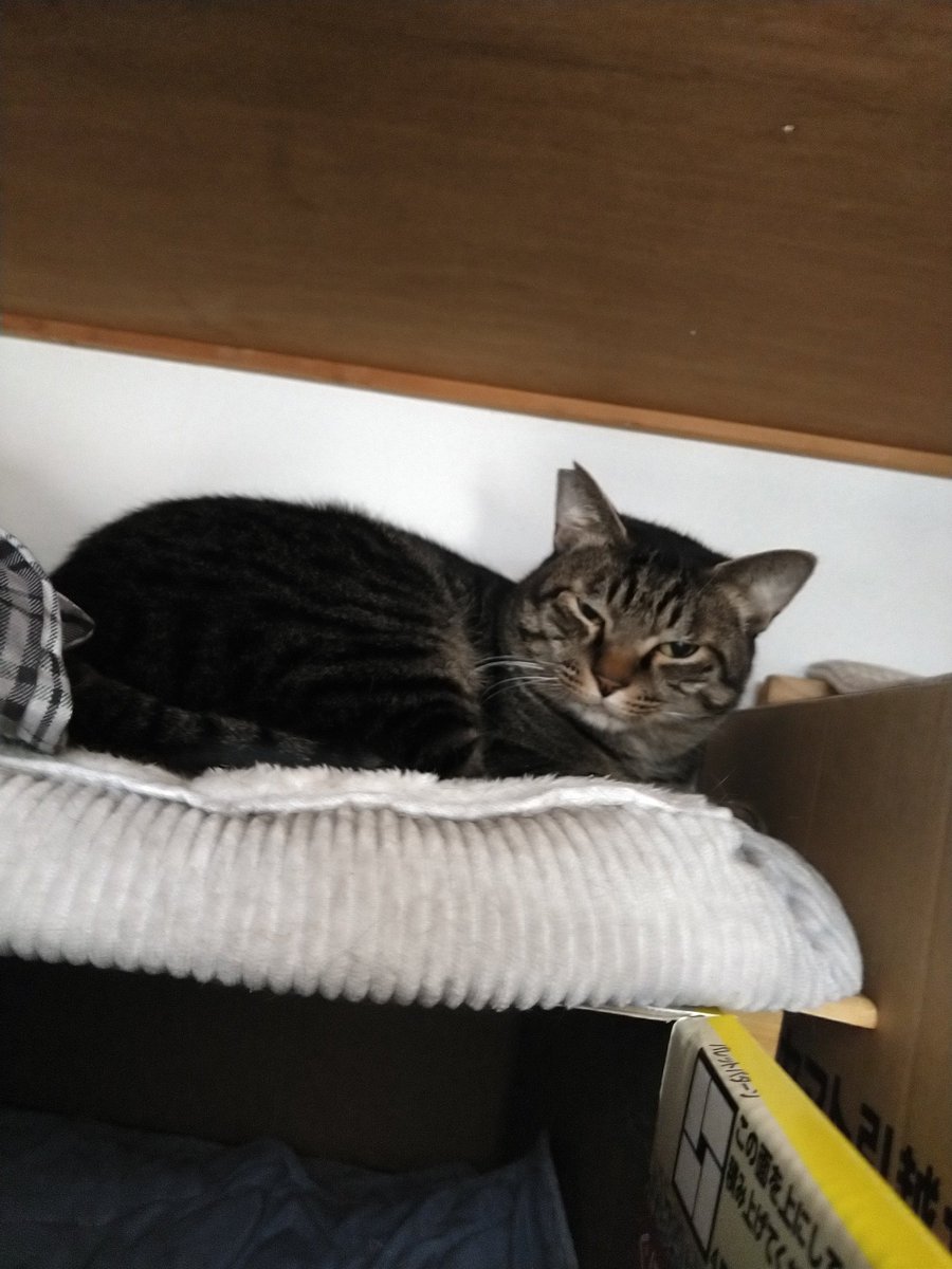 出勤直前のにゃんズ🐈️