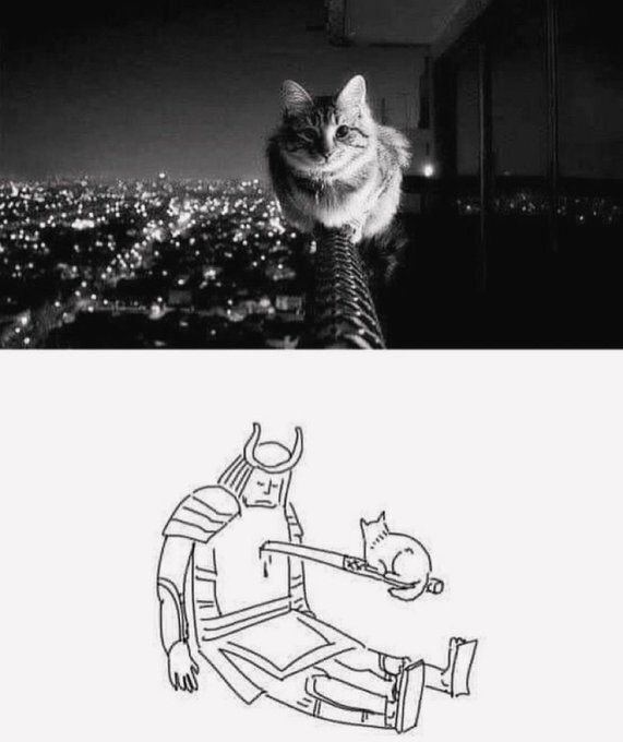 Cool Cat Society tweet media