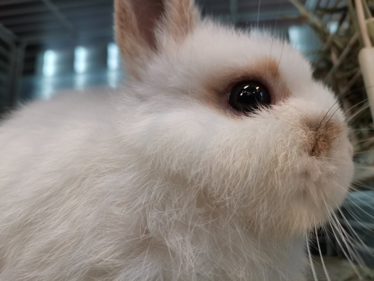 うさぎショップ LoveRabbit tweet media