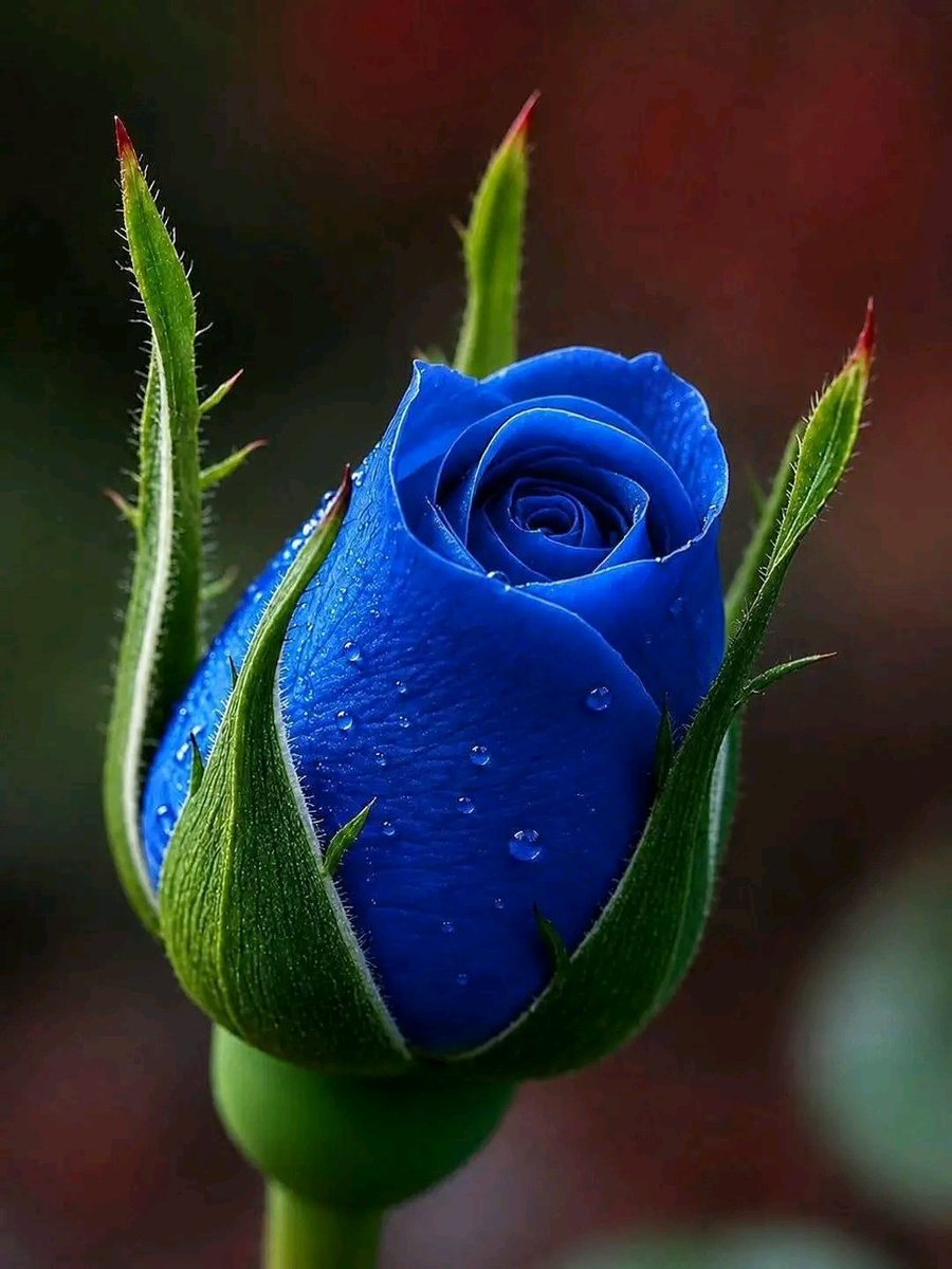 Mariposa del amor 2🦋🥰🤗😊🚴🐿️🐱🦆🐓🌞y🌛 tweet media