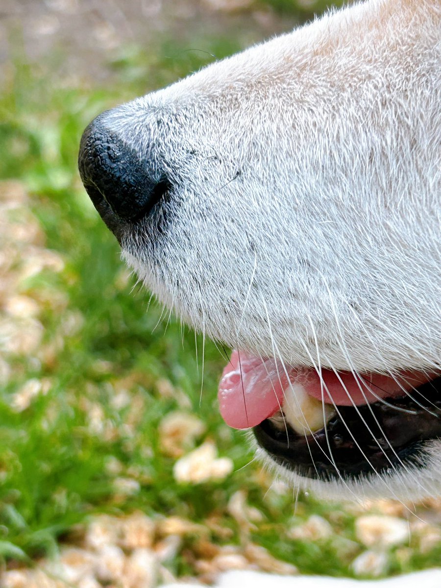 ichimaru425's tweet photo. これはアチアチだが断固として帰ろうとしない柴犬の可愛いベロ https://t.co/fCKOGrDZ3b