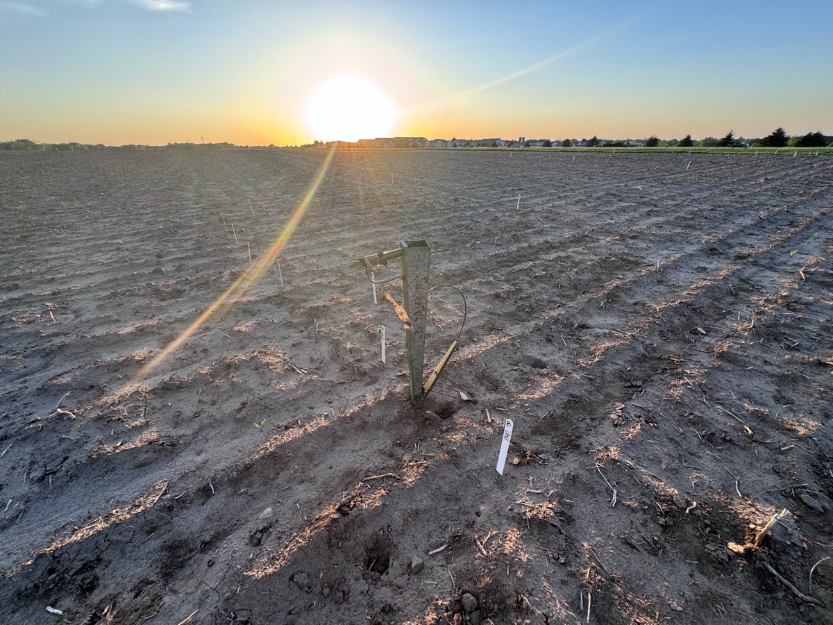 SchnableField's tweet photo. Start of day…. Machine plant next to 1st planted emerging

End of day… jab plant the delays within footprint of 1st planted https://t.co/QKVtxGRiZb
