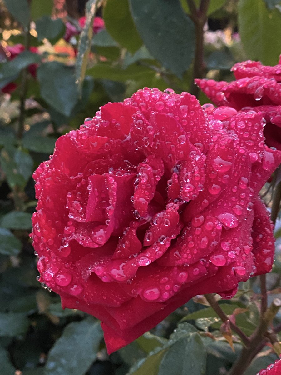 aafumirin's tweet photo. おはようございます☔️
初✨なばなの里🌸🌺🌼

綺麗でした✨🥰
やはり、お花は いいですね❣️
･:*:･(*˘︶˘*).｡*♡･:*:･

今日も、🥩🥩🥩1日を^_-☆

＃なばなの里 ＃イルミネーション https://t.co/KVdveo7quq